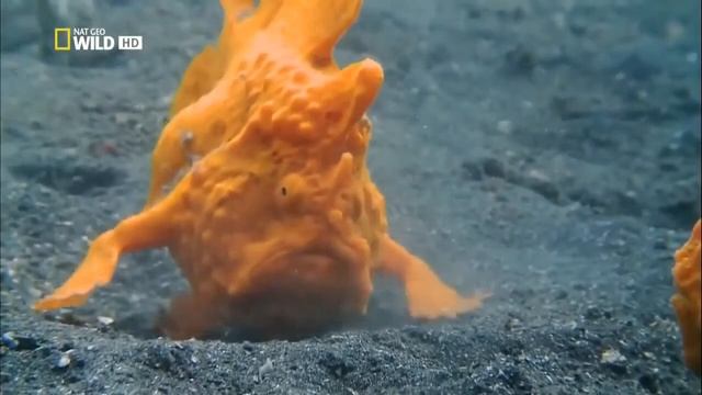 Океан   Самое странное место в океане  National Geographic  Документальные фильмы  Морские обитатели