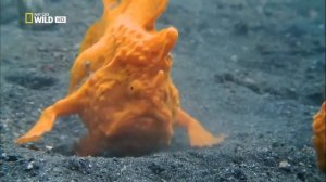 Океан   Самое странное место в океане  National Geographic  Документальные фильмы  Морские обитатели