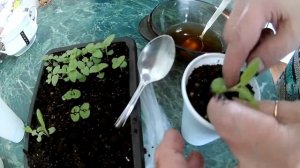 Сальвия пикировка рассады из семян | Сальвия посев 2021. Правильная пикировка ростков сальвии