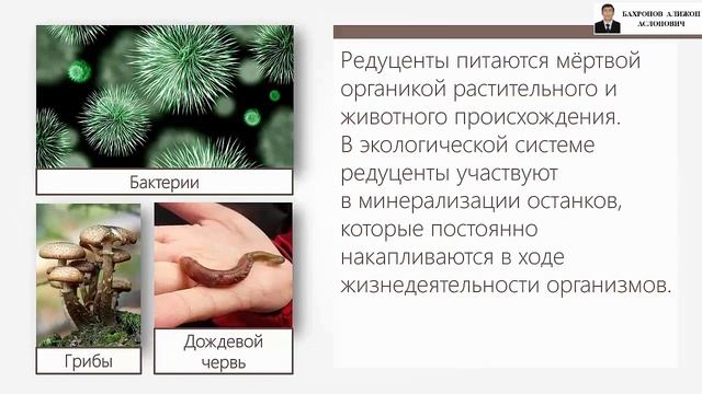 ЭКОСИСТЕМНАЯ ОРГАНИЗАЦИЯ ПРИРОДЫ смотреть онлайн