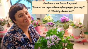 Отвечаем на ваши вопросы! "Можно ли пересадить цветущую фиалку?" И "Свободу Фиалкам!"