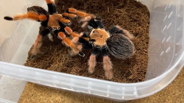 Спаривание редких и не очень пауков-птицеедов смотреть онлайн