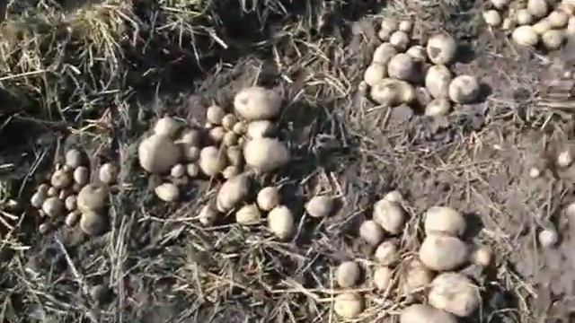 19 сентября 2018 г.-результат эксперимента посадки картофеля под солому смотреть онлайн