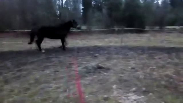 Eesti hobune Radar. Работа на корде. смотреть онлайн