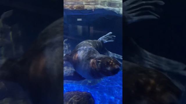 Океанариум, О.Русский, Владивосток смотреть онлайн