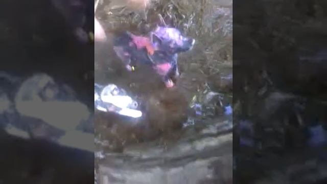 Таинственная любовь 1 серия смотреть онлайн