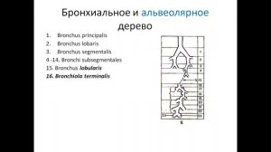 Бронхиальная Анатомия: Трахея, бронхи и бронхиальное дерево видеопрезентация