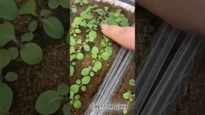 Петуниям 16 дней. Что делать? Как поливать? Чем опрыскивать?