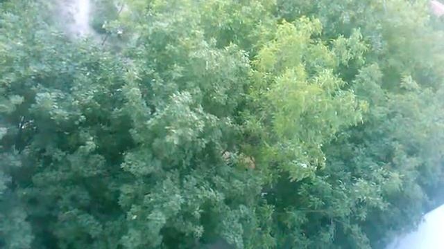 Природа, nature, tree, дерево, деревья, лес смотреть онлайн