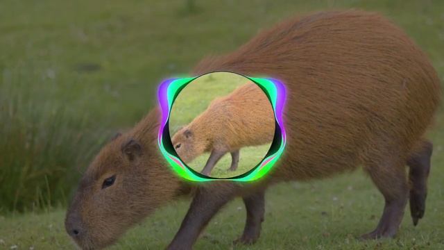 капибара(phonk.Tiktok.version)понк песня #музыка смотреть онлайн