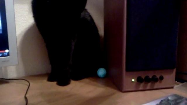 Я играю с котом в футбол. смотреть онлайн