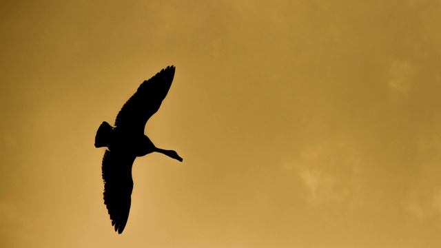 Tamron 16-300mm Di II VC PZD Macro: PZD (Piezo Drive)