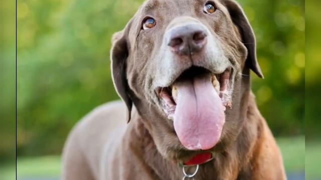 ''Высунутый язык'' смотреть онлайн