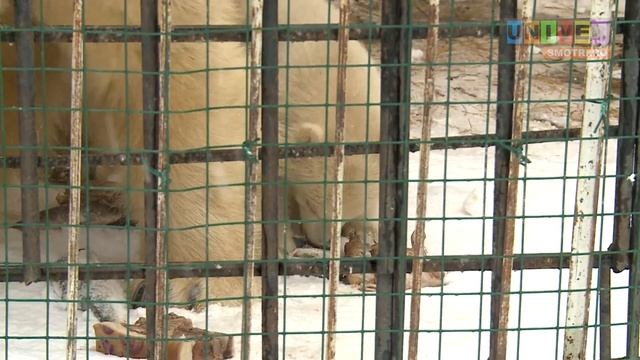 Кому по душе снежная весна? смотреть онлайн