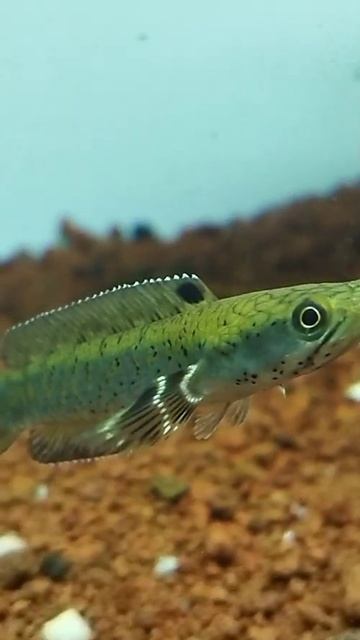 #short iwak chana смотреть онлайн