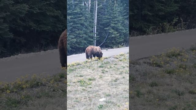 Mein erster Grizzly in Kanada Yukon 40-50 m🍀my first grizzly in Canada Yukon🇨🇦 смотреть онлайн