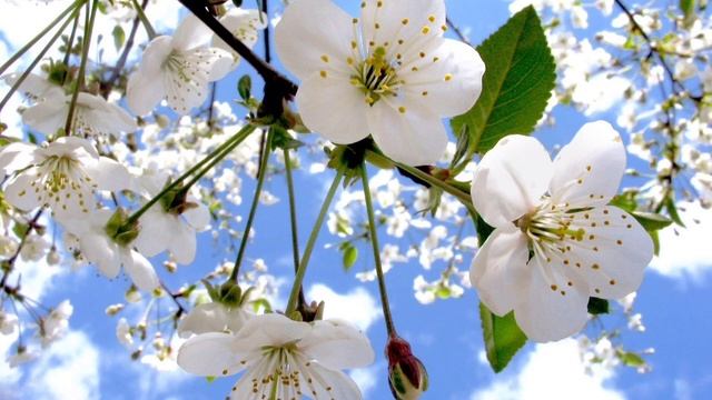 О канале... Жители Сердца (Сибирь) смотреть онлайн