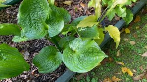 Хоста Heavy Duty. Сад 300 хост