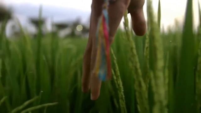 Буктрейлер - Дыхание светлячков смотреть онлайн