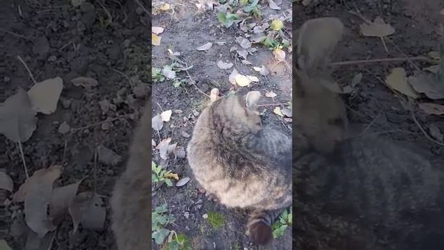 Кошка Даша любит разговаривать с хозяйкой смотреть онлайн