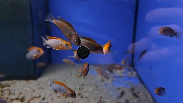 Labidochromis hongi sweden смотреть онлайн