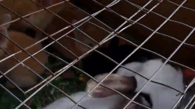 Кролики в мае смотреть онлайн