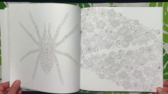 Woodland Wild by Millie Marotta Coloring Book Flip Through смотреть онлайн