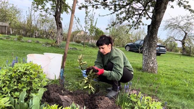 Рододендрон гібридний Calsap. Рододендрон Polarnacht. Посадка навесні у відкритий грунт. смотреть онлайн