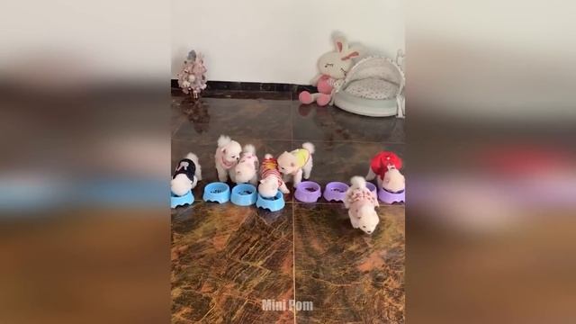 Cute Pomeranian Puppies Doing Funny Things #4 | Cute and Funny Dogs - Mini Pom смотреть онлайн