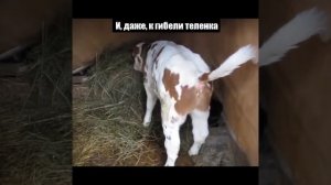 Средство от поноса у телят.РЕЦЕПТ