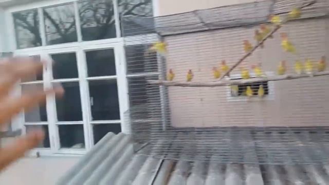 ВАЧАААЧ ДЕЙДИГОН КУШЛАР БОР ЭКАН АНА УЙ ШАРОИТИДА СОККА КИЛИШ смотреть онлайн