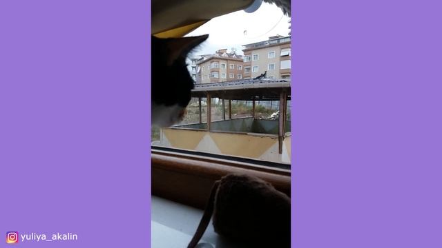 котя смотреть онлайн