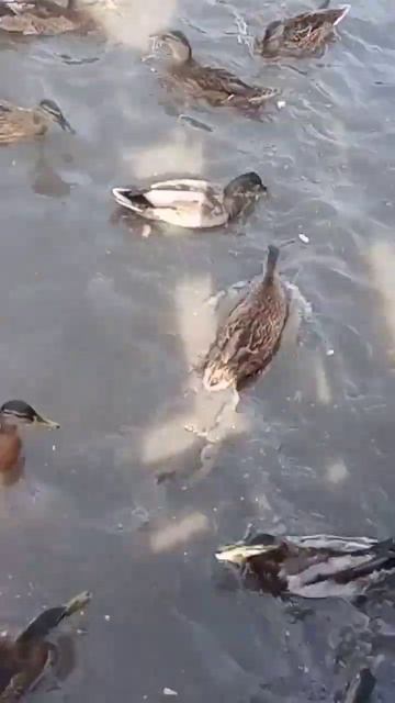 жива природа