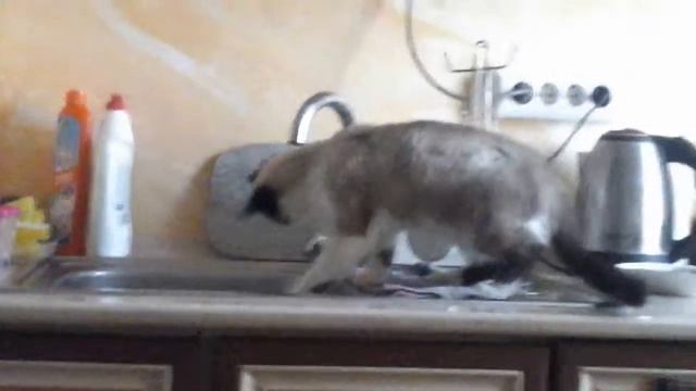 Смешно=)кот пьёт воду из под крана смотрите до канца смотреть онлайн