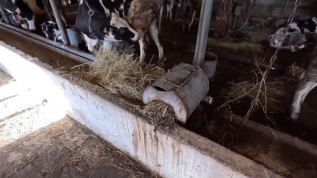 Деревенская жизнь,обслуживание дискатора. Семья живет в деревне. Откорм быков смотреть онлайн