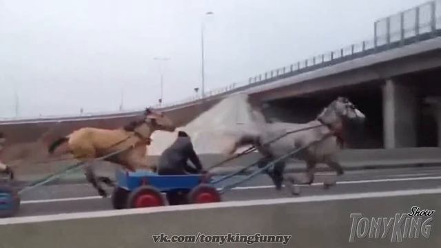 Драг Рейсинг Коняшек