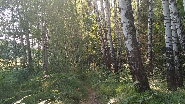 Берёзовая опушка/Birch edge смотреть онлайн