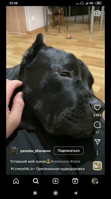 пёс жалуется#short#shorts#funny смотреть онлайн