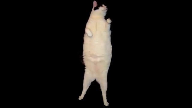 The Kitty Cat Dance 50 Cent смотреть онлайн