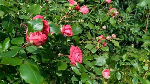 Доверенное 162 серия русская озвучка (Emanet 162. Bölüm) Анонс и Дата выхода