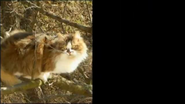 Экс Бураноffблюз Кошкин блюз смотреть онлайн