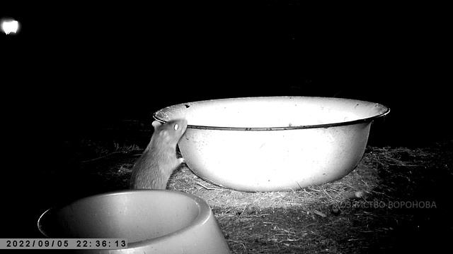 Крысы едят муку в выгуле. Ночью мы спим, они едят смотреть онлайн