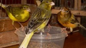 ПЕНИЕ КЕНАРА  Урок 09