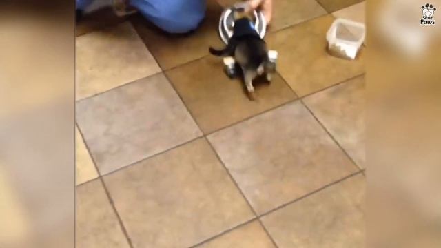 Tiny Two-Legged Puppy Tries Out His New Wheelchair And Can't Stop Running смотреть онлайн