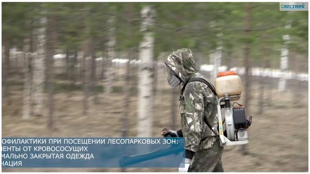 В Сургутском районе завершился 1 этап акарицидной обработки общественных территорий против клещей смотреть онлайн