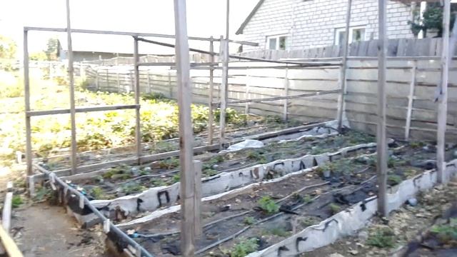 Клубника в теплице на 19 августа смотреть онлайн