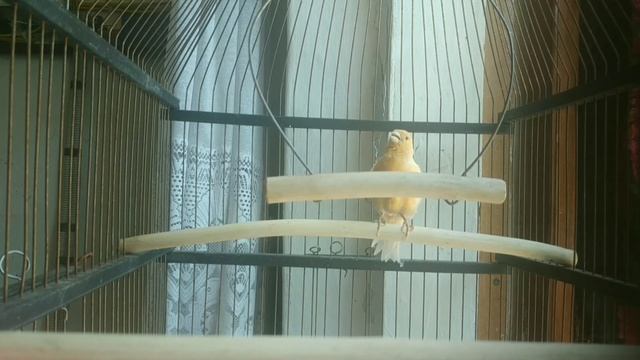 Пение канарейки смотреть онлайн