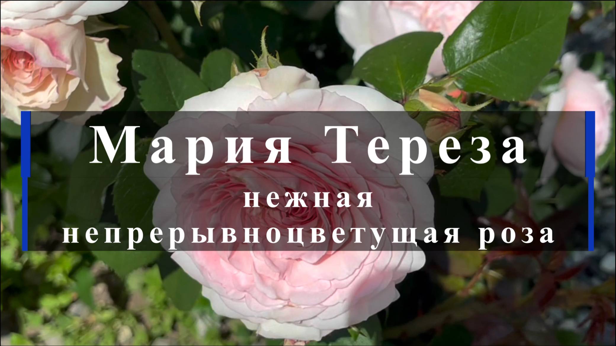 Мария Тереза - нежная непрерывноцветущая роза смотреть онлайн