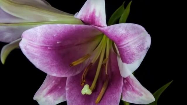 Poesía rusa con traducción APRENDEMOS EL RUSO Учим русский язык смотреть онлайн