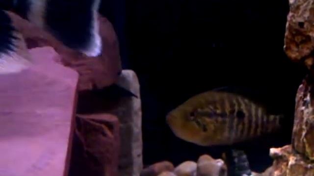 Yellow Head La Ceiba Cichlid cousin of dovii and jaguar cichlid, True Guapote смотреть онлайн